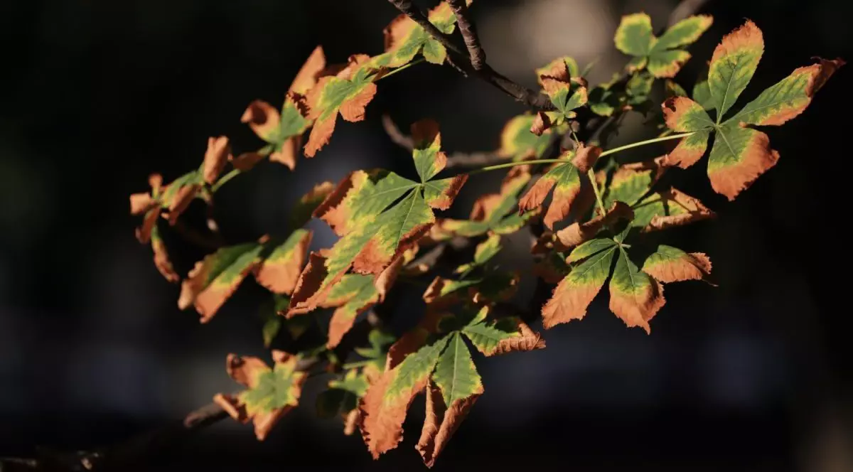 O creangă cu frunze verzi în interior și uscate pe margini, octombrie 2025, București