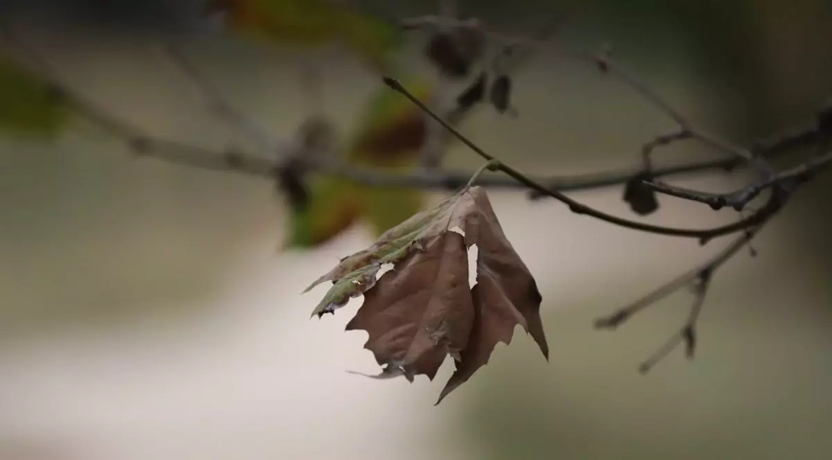 O frunză uscată, maro, stă prinsă pe ramura unui copac, într-o zi de toamnă, București, 7 octombrie 2025