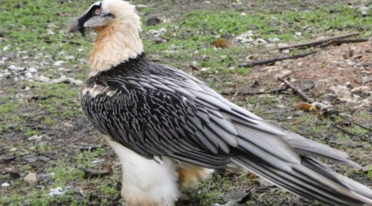 Vulturul bărbos, o specie pe cale de dispariție. Foto Milvus.ro