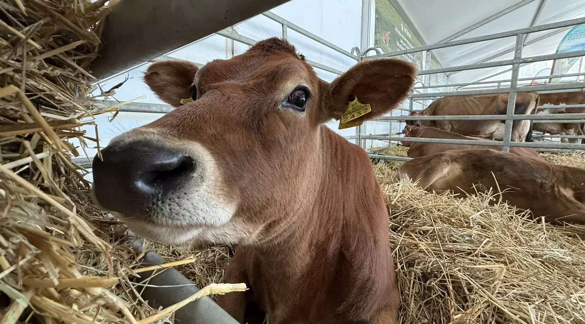 „Vaca mea produce peste 50 de litri pe zi. O iubim ca pe un membru al familiei”. Cum arată o zi de weekend la Indagra, cel mai mare eveniment agricol din România