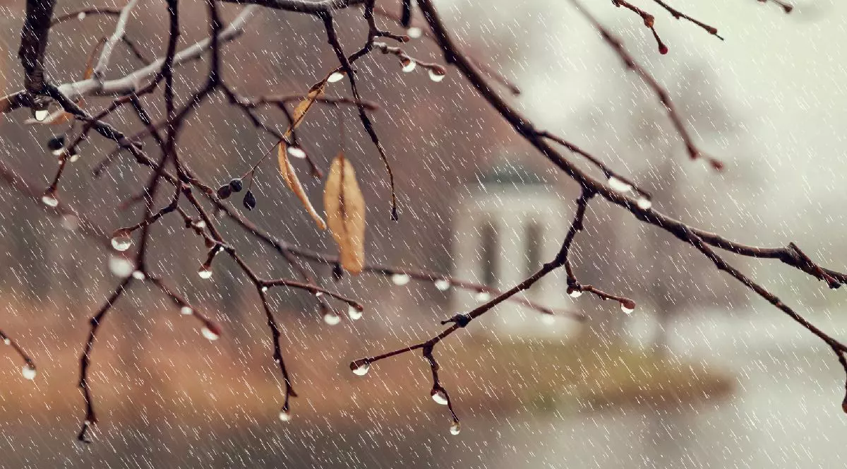 În prim-plan se văd ramuri goale de copaci cu muguri mici și delicați și picături de apă, în timp ce plouă; peisaj de toamnă