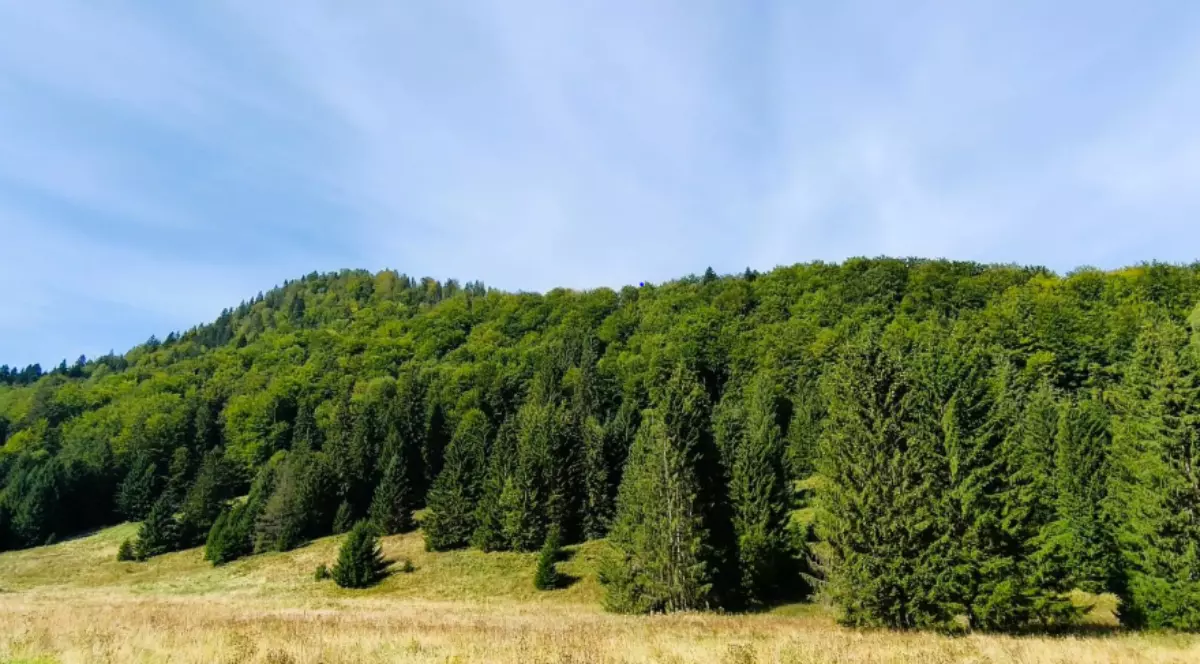 Imaginea prezintă un peisaj de deal dominat de o pădure densă, alcătuită dintr-un amestec de conifere (brazi) în prim-plan și foioase (copaci cu frunze verzi) pe culmea dealului. În partea de jos, se întinde o fâșie largă de iarbă uscată, de culoare galben-maroniu, totul fiind încadrat sub un cer senin, dar ușor vălurit.