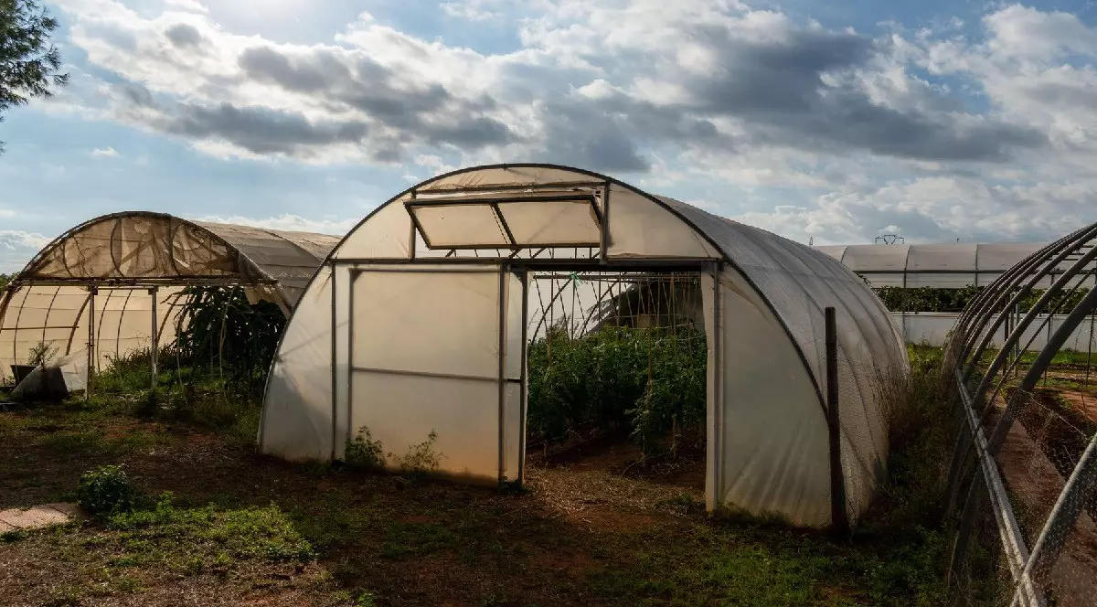 Sere tip tunel din plastic, într-un câmp rural, unde se cultivă plante, sub un cer înnorat.