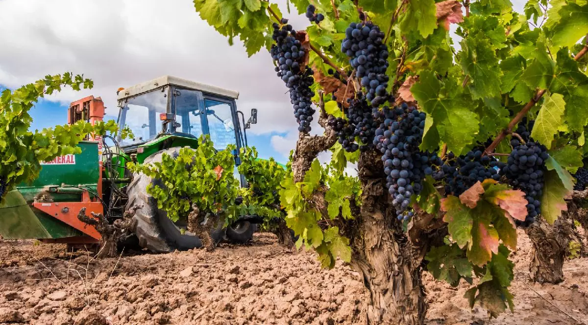Fotografie cu un tractor verde care recoltează struguri negri într-o vie. Tractorul este înconjurat de viță de vie verde și de un câmp cu sol proaspăt arat. Cerul este parțial înnorat