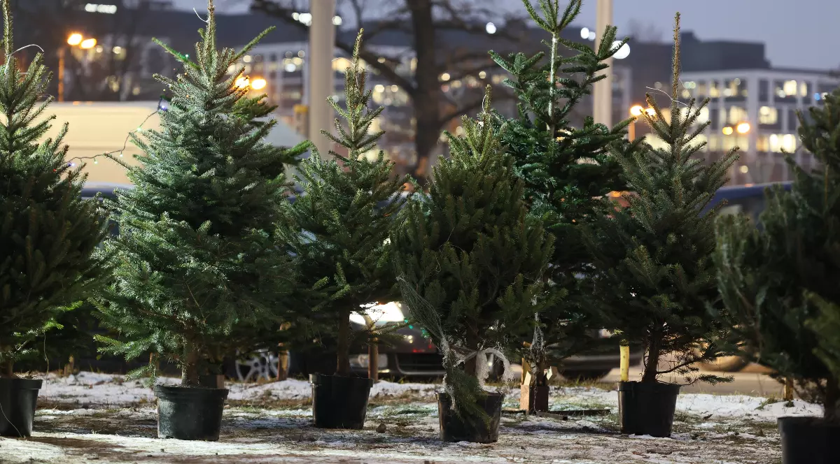 Imaginea arată un grup de brazi de Crăciun așezați în ghivece, într-un spațiu urban, probabil un târg sau o zonă de vânzare sezonieră. Sunt diferite ca mărime și formă, iar în fundal se văd lumini ale orașului și clădiri iluminate, sugerând atmosfera rece și specifică perioadei de iarnă.