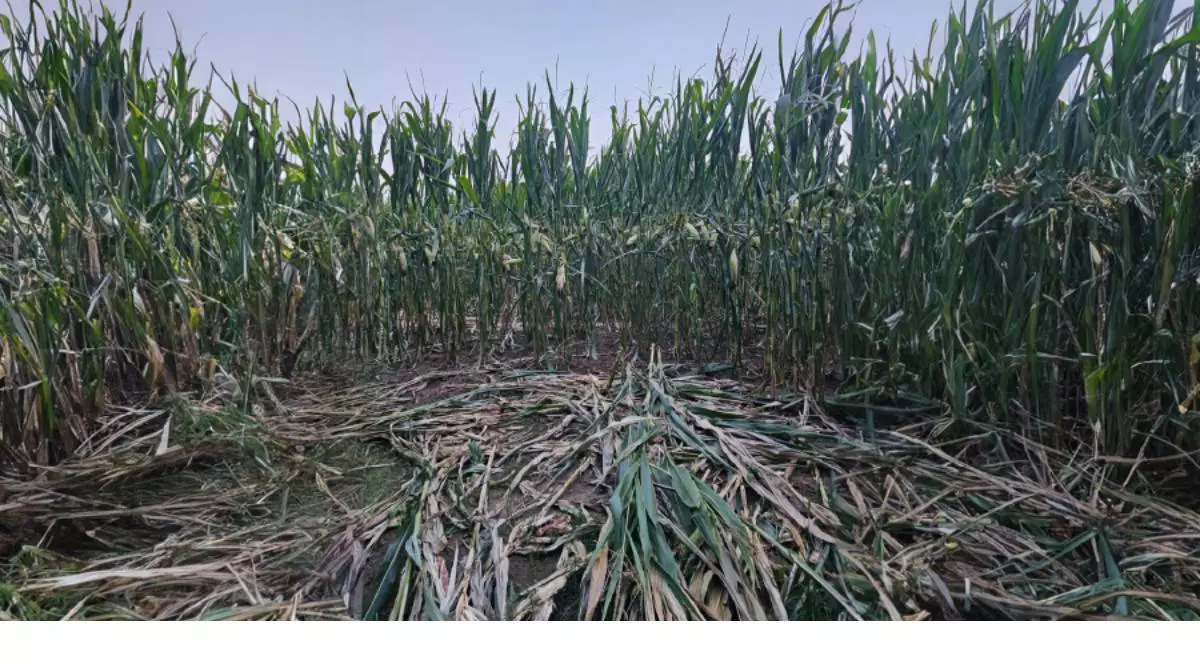 Evaluarea mărimii populației de urs brun în România: peste 10.400 de exemplare estimate în 2025