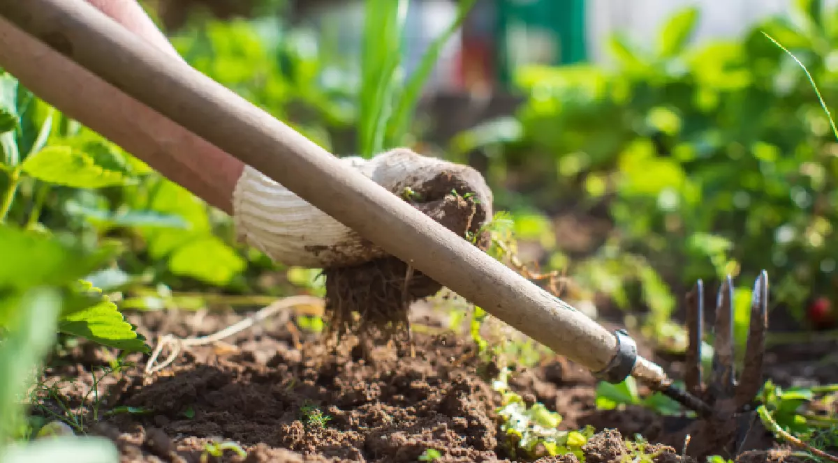 O persoană cu o mănușă în mână sapă un ristav cu legume