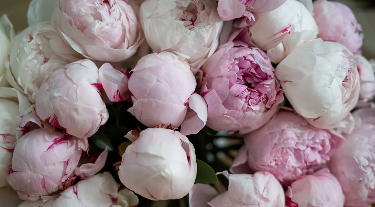 Buchet bujori roz
