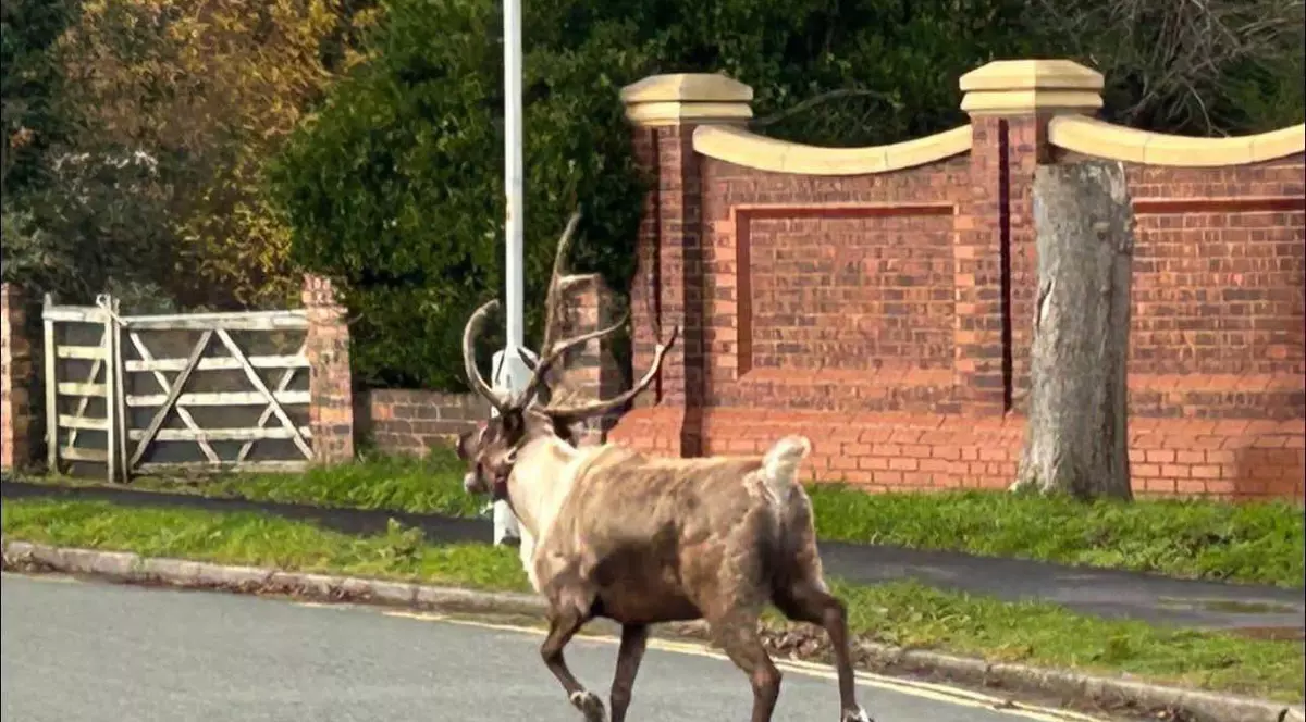Renul Buddy, colindând pe strîzile din comitatul Neyerside