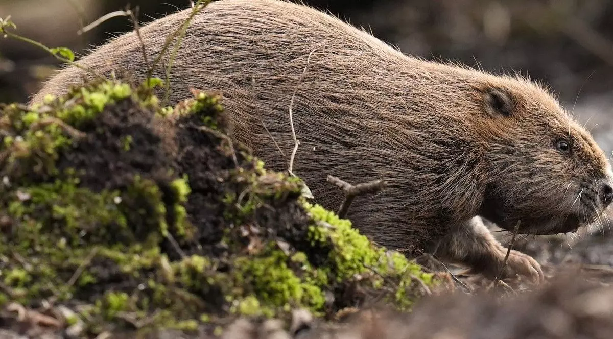 Un castor își face drum spre apă după o eliberare autorizată în Rezervația Naturală Națională Purbeck Heaths, martie 2025.