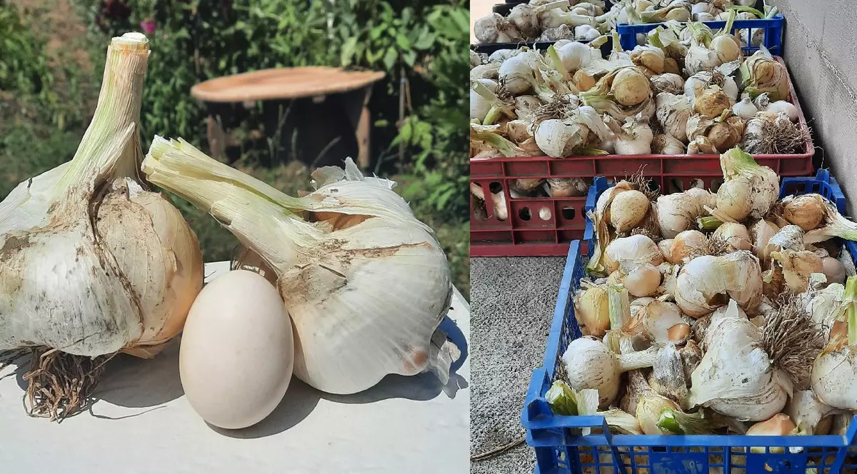 Două căpățâni de usturoi, fotografiate lângă un ou// Usturoi depozitat în lădițe de plastic