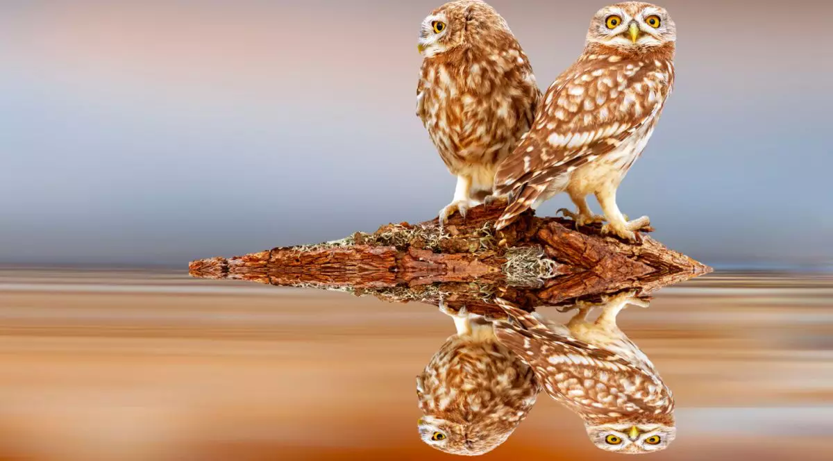 Imagine ilustrativă cu două bufnițe care se reflectă în apă.
