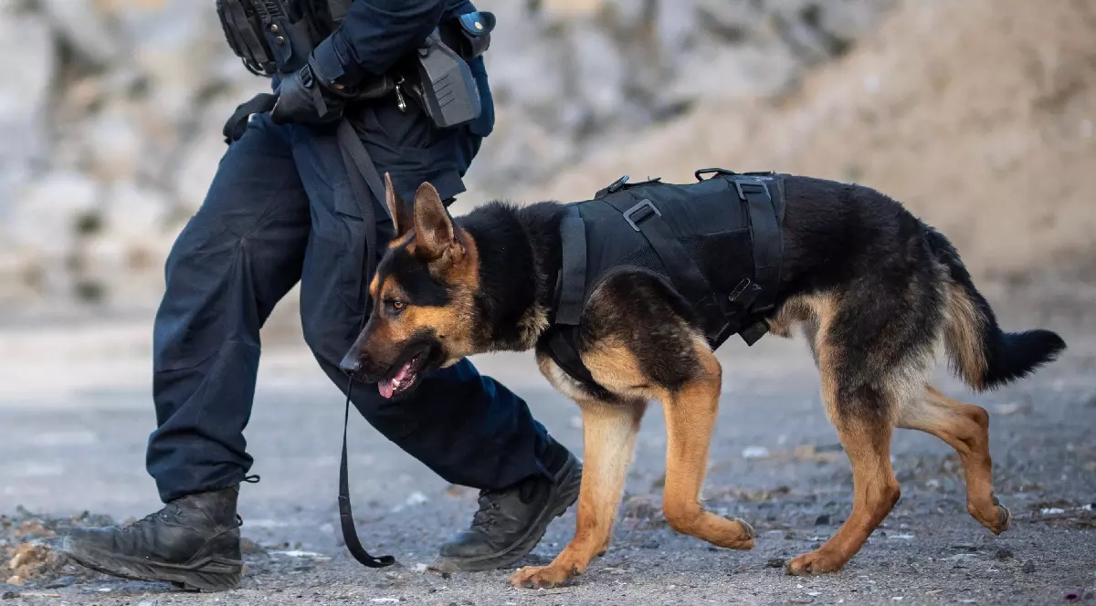 Un câine polițist și agentul care îl controlează