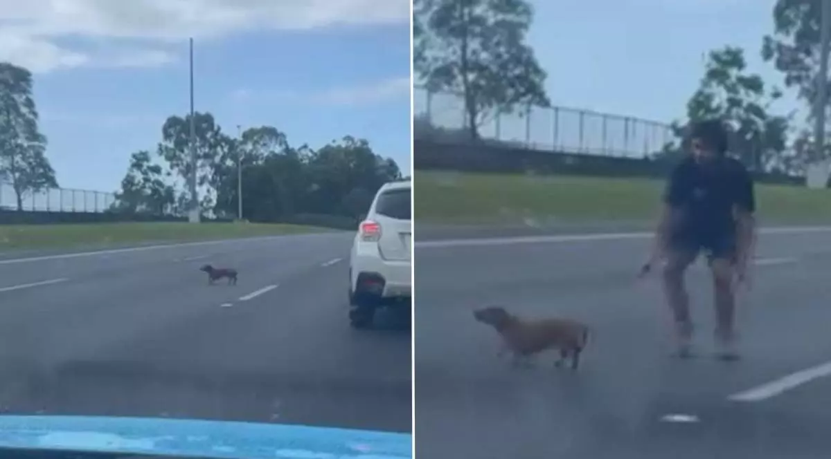 Colaj din capturi video cu un caine din rasa Teckel care fuge pe o autostradă, se vad masini in jurul lui, copaci in departare, iar in dreapta o perspana in pantaloni scurti oncearca sa prina cainele, sa il salveze