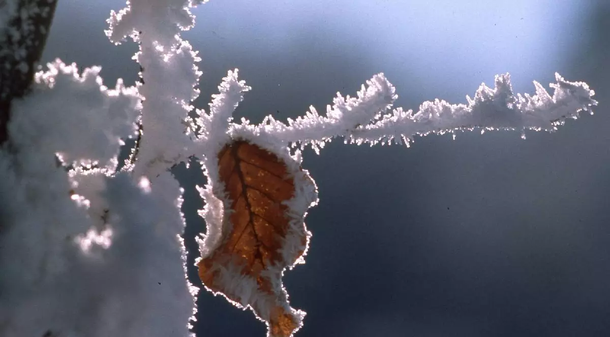 O creangă cu o frunză înghețate și acoperite cu ace mici de zăpadă și gheață