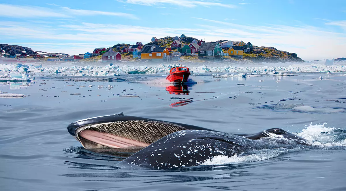 O balenă cu cocoașă - Topirea aisbergurilor de pe coasta Groenlandei, într-o zi frumoasă de vară - Topirea aisbergului și turnarea apei în mare - Kulusuk, Groenlanda