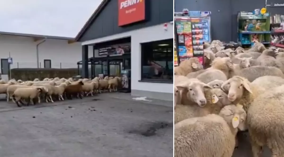 Aproximativ 50 de oi au intrat într-un supermarket Penny din Germania