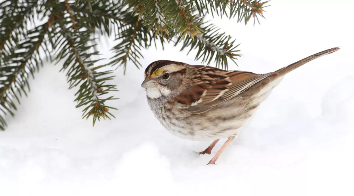 O pasăre în zăpadă, lângă ramuri de brad.