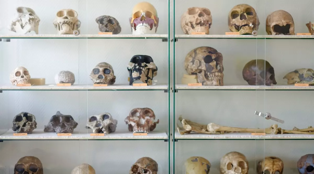 PALEOANTROPOLOGIE: Vitrină cu cranii de hominizi provenite din diferite situri preistorice