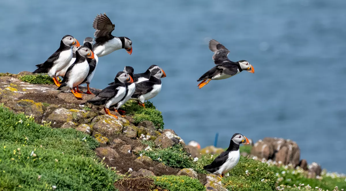 Mai mulți puffini care stau pe o stâncă, pe o insulă din Țara Galilor. Păsările au labele și ciocul portocalii