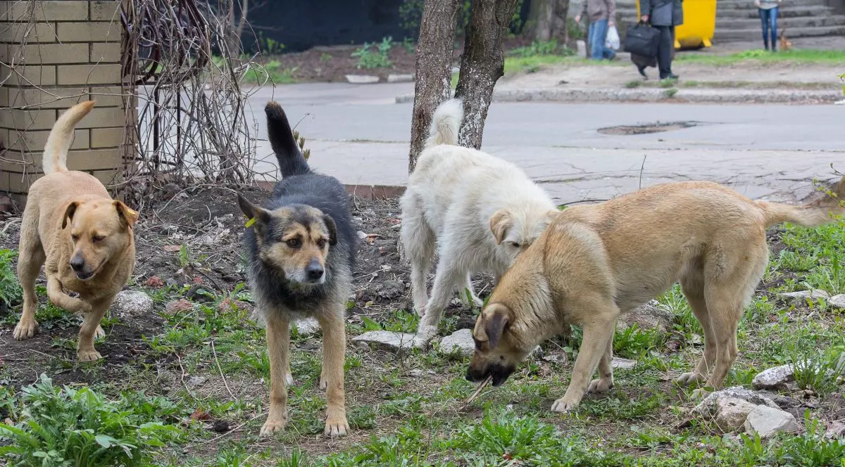 O haită de patru câini maidanezi, fără stăpân, pe un teren de lângă o stradă