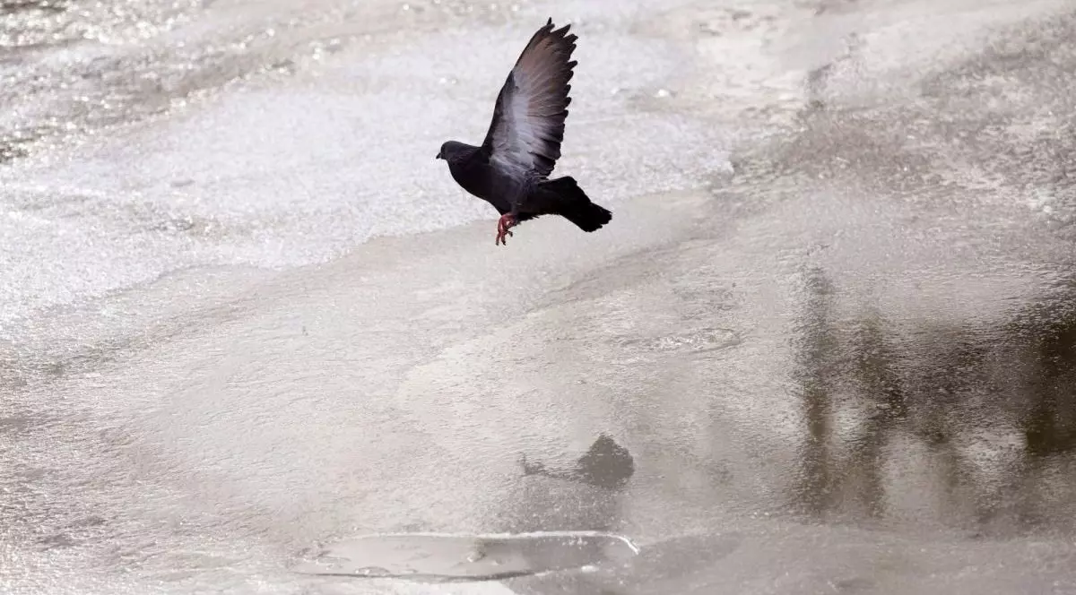 Un porumbel zboară peste o porțiune de gheață care se oglindește sub el, iar în față se vede zăpadă, în București, 13 ianuarie 2026