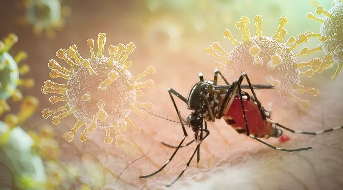 Un tantar pe piele. în România. Ce este Chikungunya și cum se transmite. Primul caz in Romania. Foto: Shutterstock