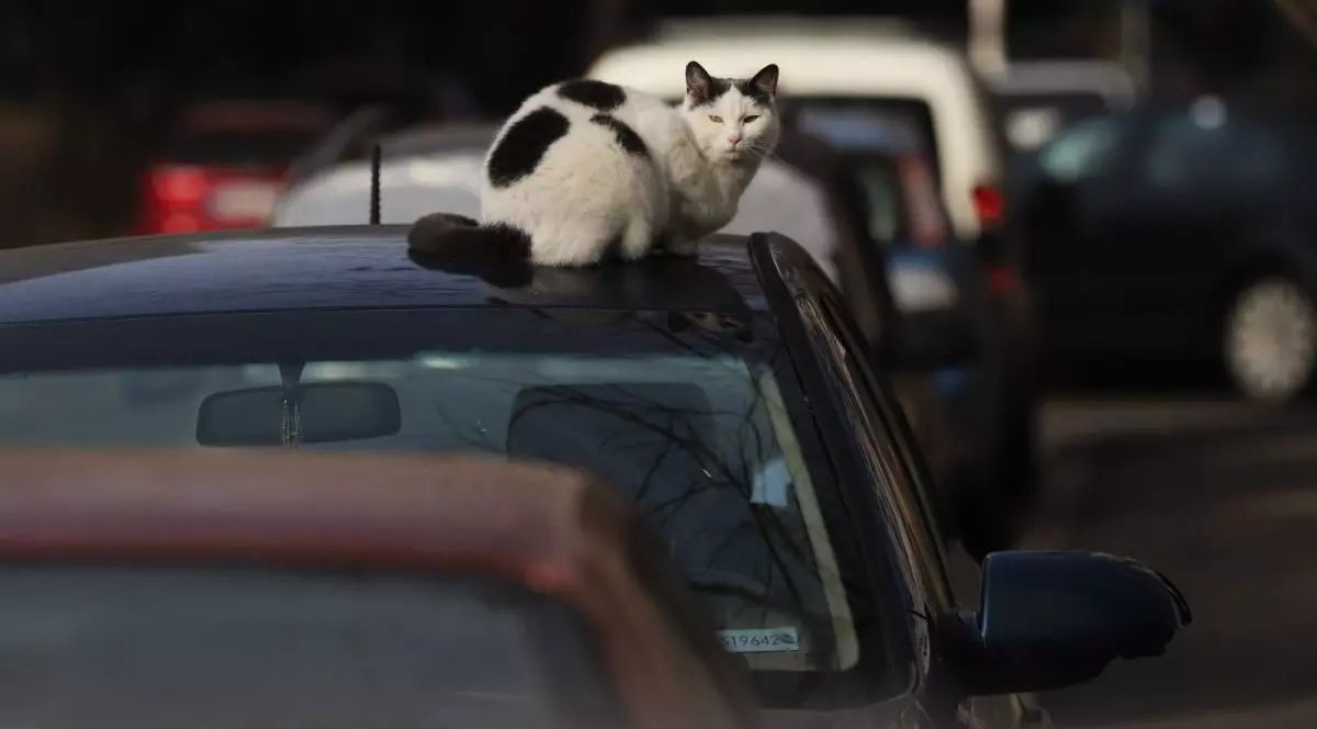 O pisică alb cu negru stă pe plafonul unei mașini negre, autoturismul este parcat, iar în fața și în spatele lui sunt alte autovehicule, București, ianuarie 2026