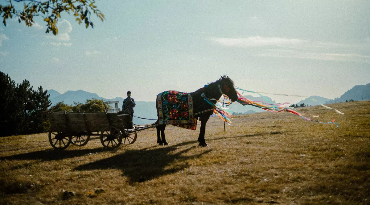 O caruta cu un cal, pe p pajiste