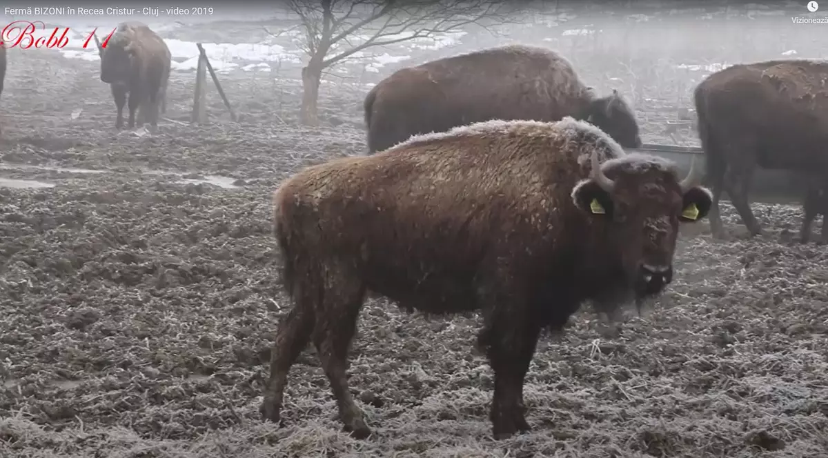 Sute de animale au fost lăsate să moară la ferma de bizoni din Recea-Cristur, județul Cluj, una dintre cele mai mari din Europa, care a fost deschisă în 2013 de fostul chestor Toma Rus. Absolvent al Academiei SRI