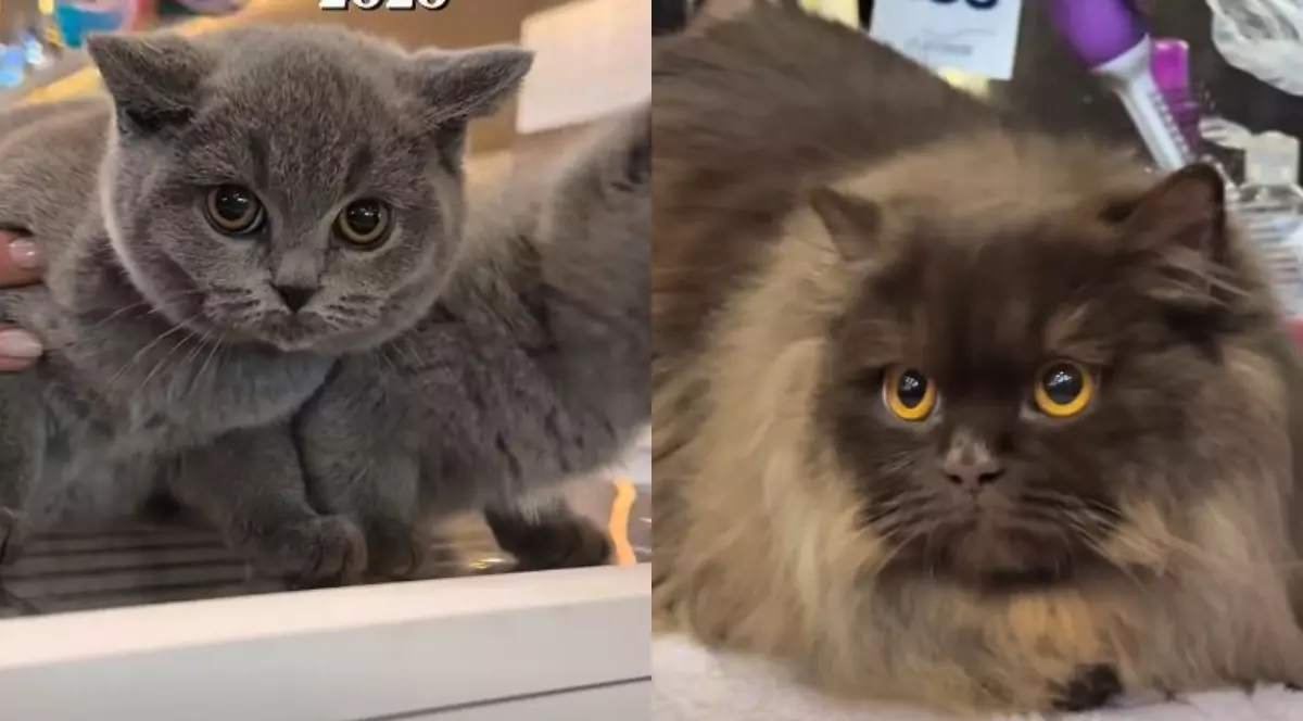 Un colaj cu două pisici, una este British shorthair, iar cealaltă este maro, ambele sunt așezate