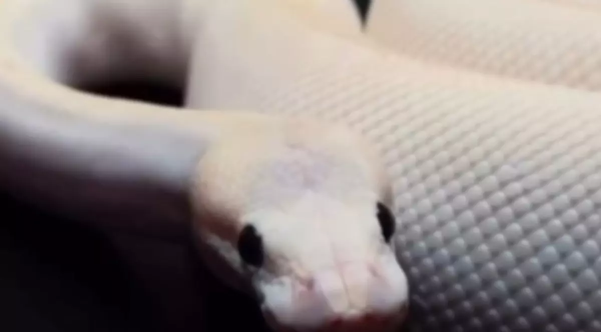 Clienții interacțonează cu animale exotice.