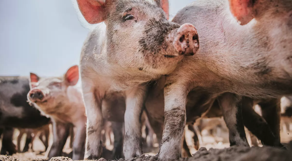 În imagine se văd mai mulți purcei într-o fermă, surprinși de aproape, cu urechile mari și roz luminate de soare. Prim-planul evidențiază un purcel curios, cu botul ușor murdar, în timp ce alții stau grupați în fundal, pe un teren uscat.