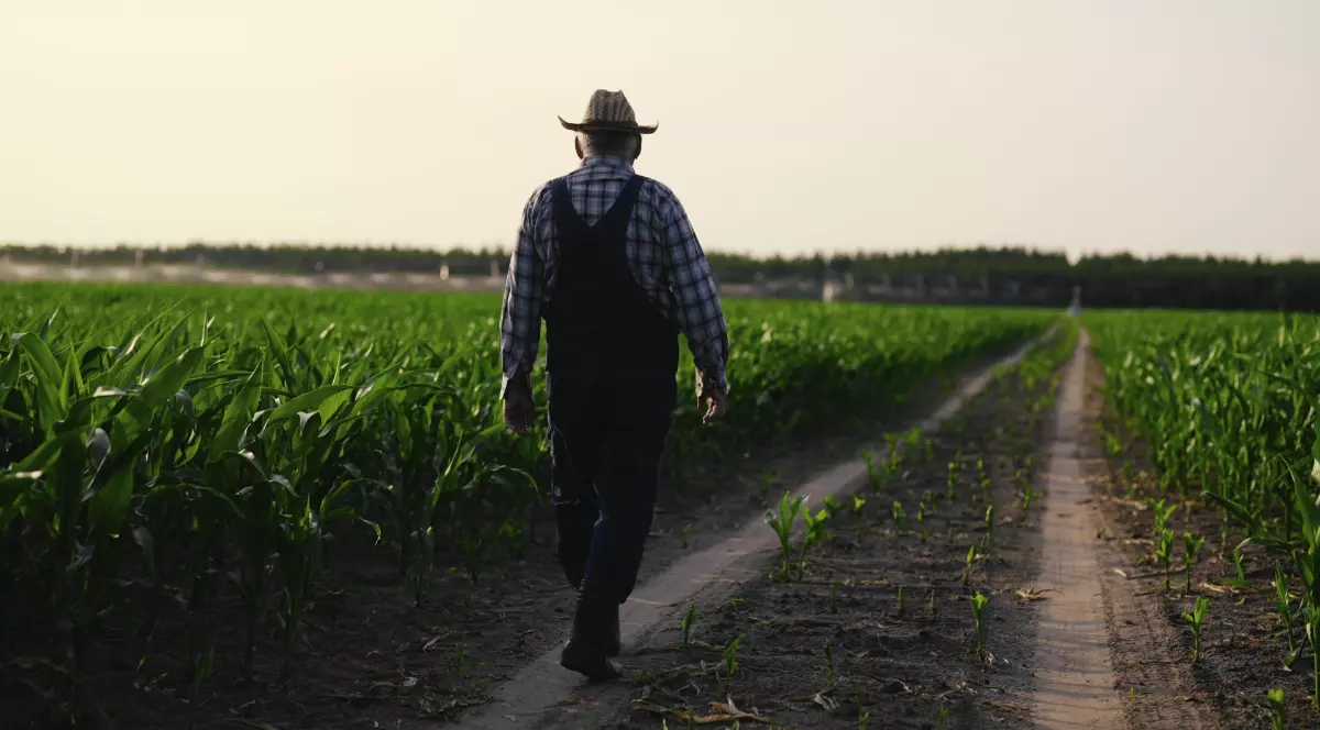 Un fermier care merge pe un drum dintre rândurile unei culturi agricole, la apus, sugerând munca zilnică pe câmp.