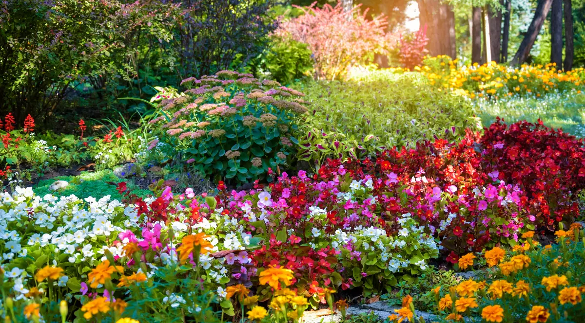 Grădina este plină de flori colorate, în nuanțe vibrante de roșu, roz, alb, galben și portocaliu, aranjate armonios printre arbuști și copaci. Lumina caldă a soarelui pătrunde printre frunziș, evidențiind explozia de culori și creând o atmosferă liniștită, de primăvară.