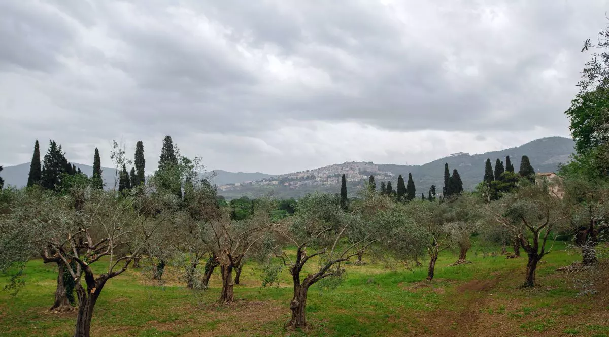 Livadă de măslini în Tivoli, Italia