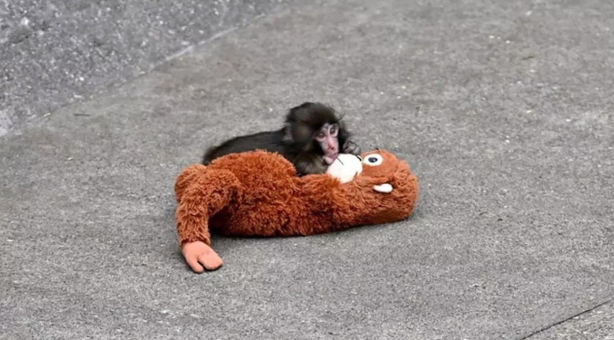 Un pui de maimuță numit Punch, fotografiat cu o jucărie de pluș la o grădină zoologică pe 20 februarie 2026, în nordul Tokyo, prefectura Chiba, Japonia.