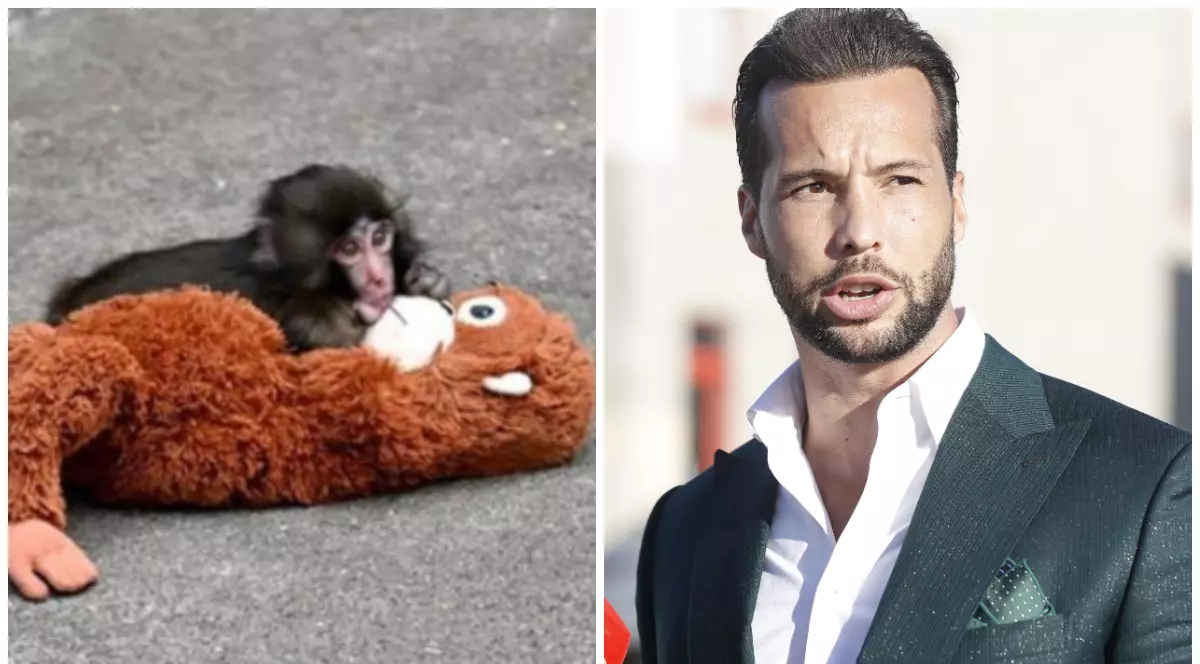 Macacul Punch cu un urangutan de pluș (stânga) și Tristan Tate în costum negru și cămașă albă (dreapta)