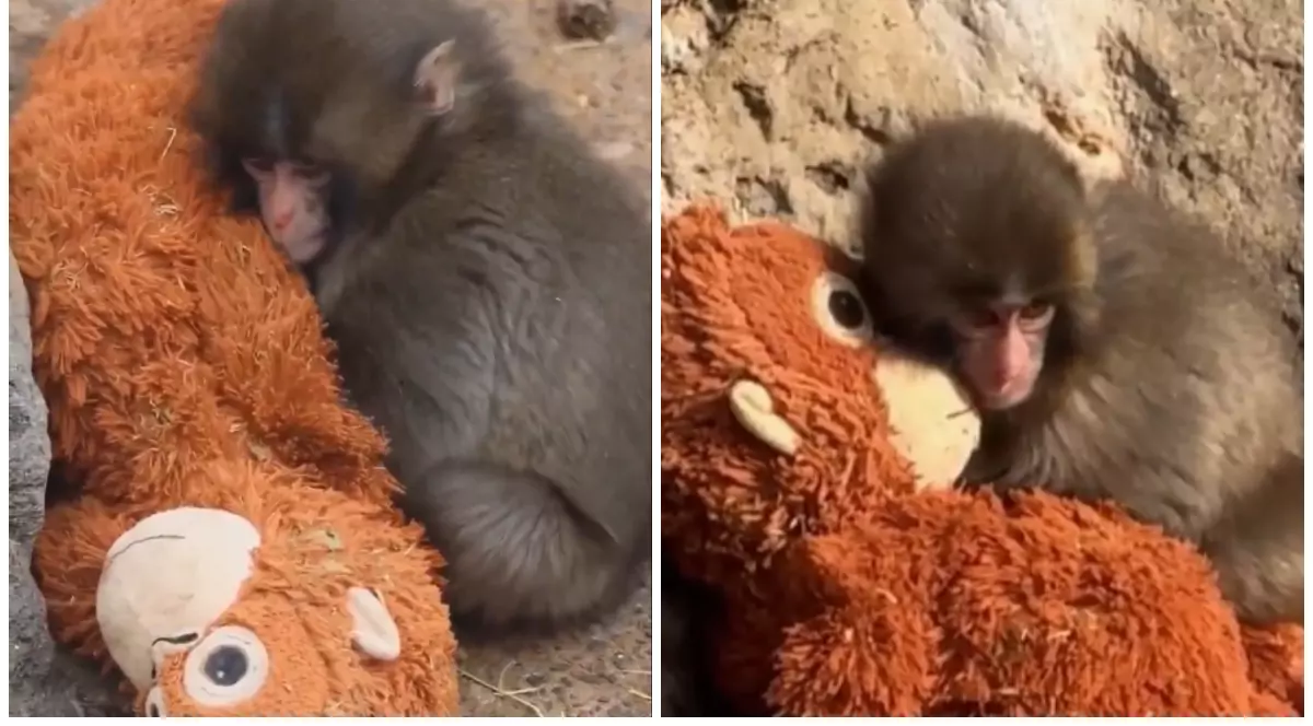 Un pui de macac lângă o jucărie maro de pluș.
