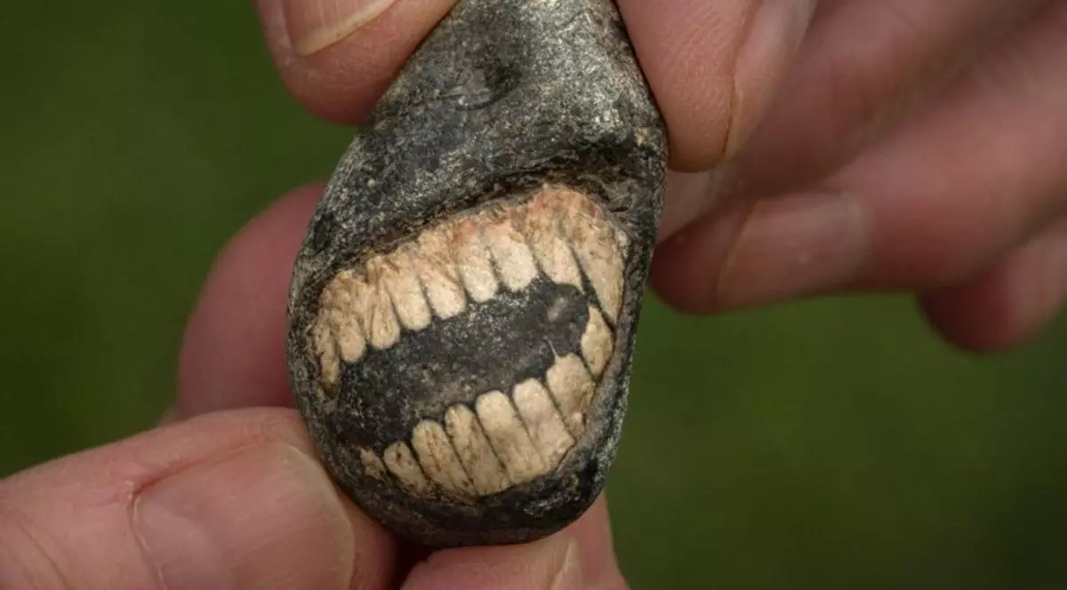 O fosilă „zâmbitoare” a fost descoperită pe Holy Island. Foto Facebook/ BBC.