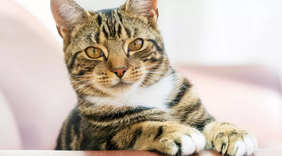 O pisică tabby care privește către cameră.