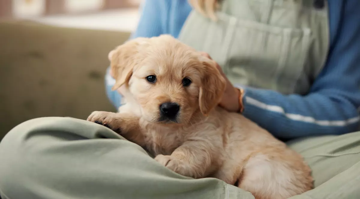 Un labrador care stă pe picioarele unei fete așezată pe canapea.