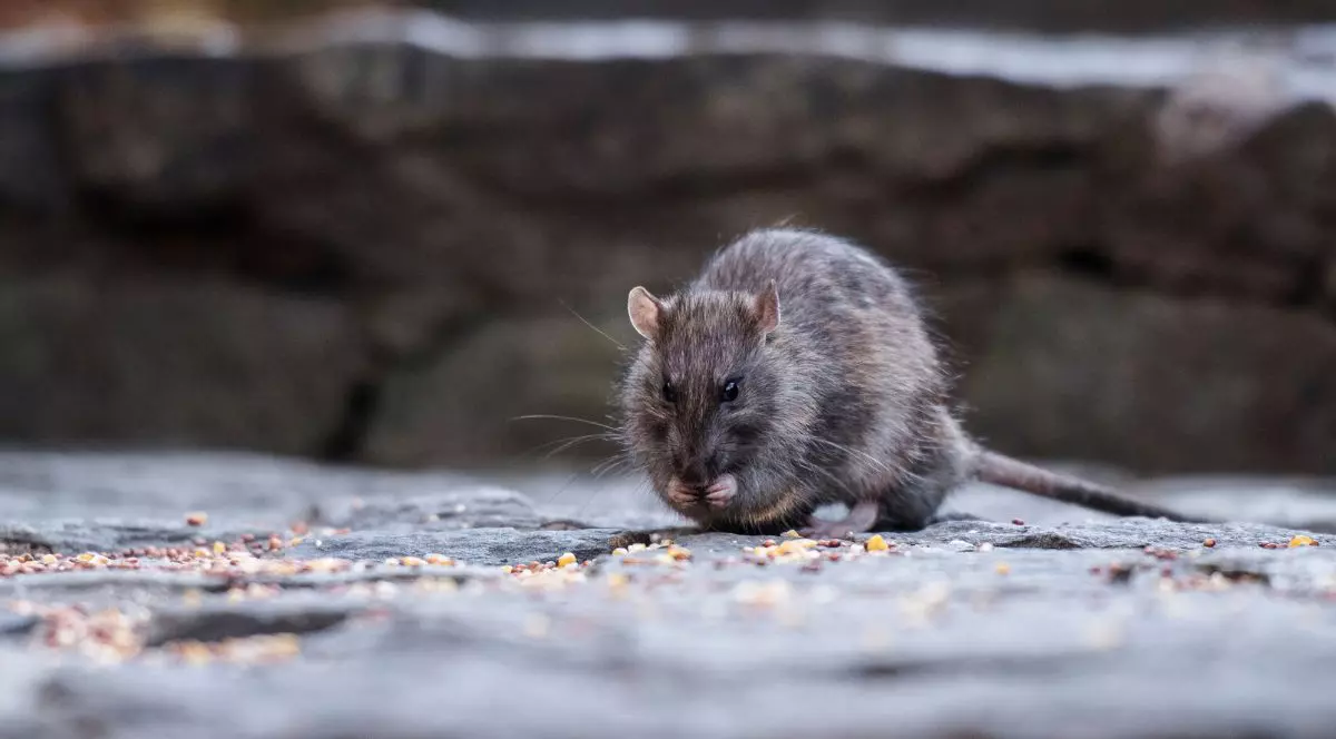 Șobolan văzut mâncând semințe în Central Park, New York