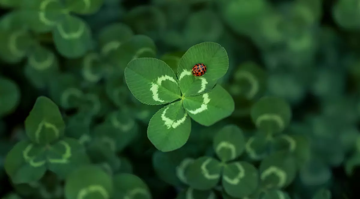De ce este trifoiul cu patru foi un simbol al norocului - Imagie cu o gărgăriţă aşezată pe un trifoi cu 4 foi