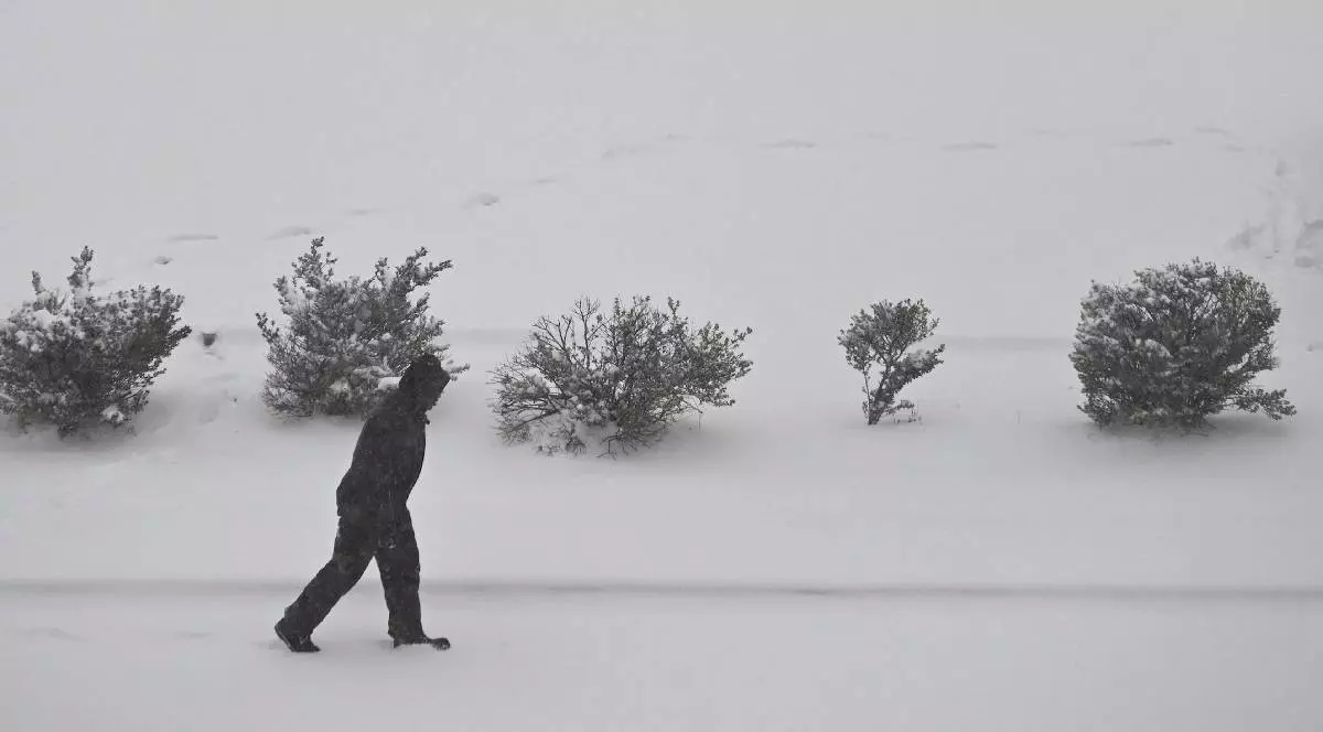 Un om merge prin zăpada proaspătă, pe margine sunt câteva tufișuri