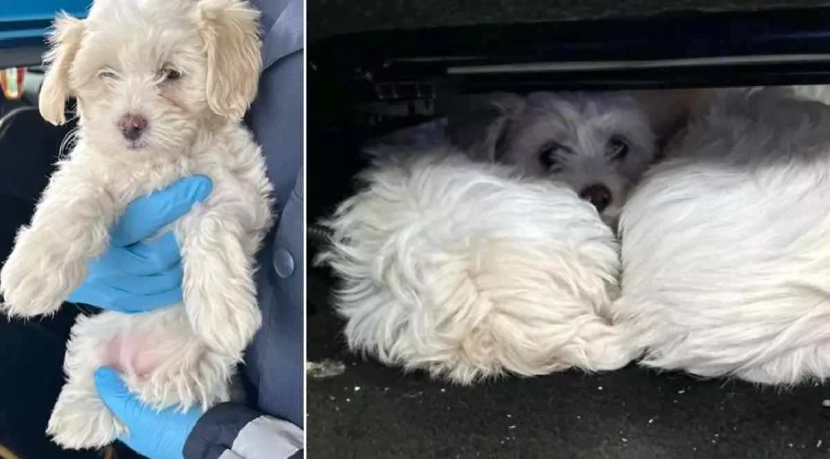 Imaginea prezintă două cadre cu pui din rasa Bichon Maltez. În partea stângă: Un pui alb, foarte mic, este ținut în mână de o persoană care poartă mănuși de protecție albastre. În partea dreaptă: Doi cățeluși sunt înghesuiți într-un spațiu întunecat și foarte strâmt.