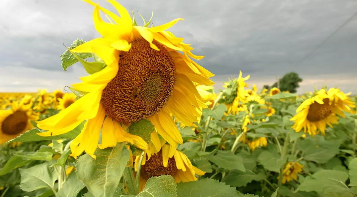 Bulgaria a cumpărat 400.000 de tone de floarea soarelui din Mercosur, iar calitatea produselor la prețuri mici este incertă
