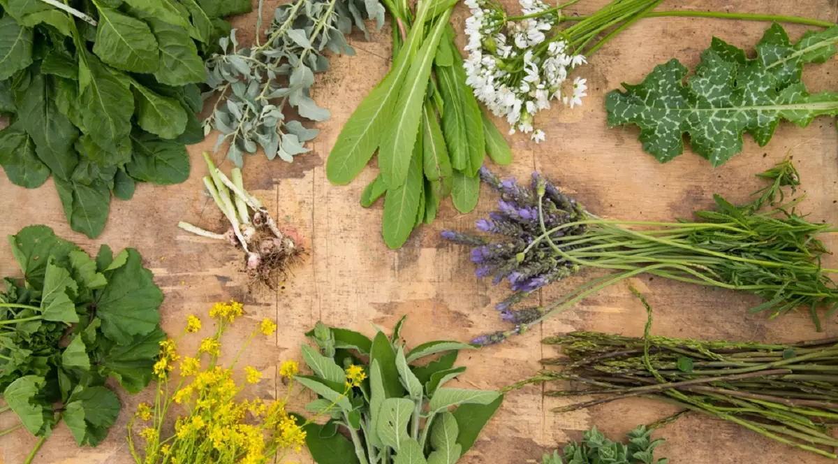 Ce plante bune de mâncat poți culege primăvara din natură