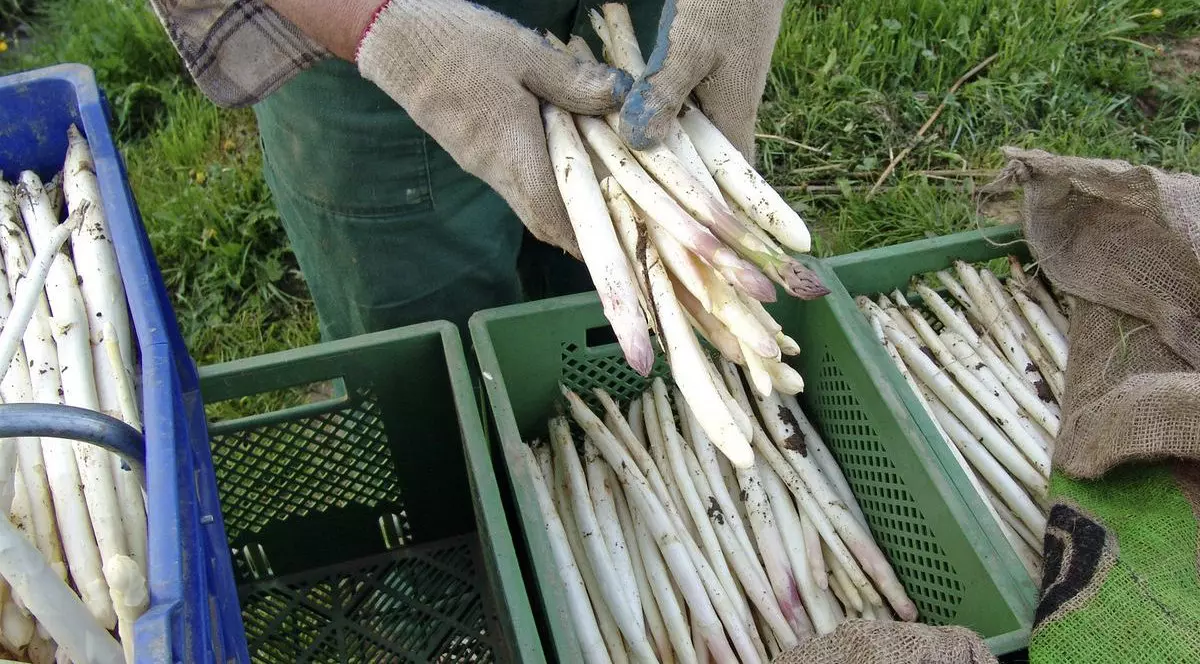 Fermierii germani nu mai găsesc muncitori pentru culesul sparanghelului.