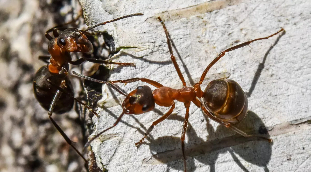 Furnicile cu spatele chel au blocat un proiect imobiliar de 2.000 de apartamente, în Berlin: „S-a umplut paharul”